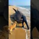 Unbelievable Beach Rescue – Dog Saves Whale Shark 🔥 #dog #goldenretriever #rescue #animals