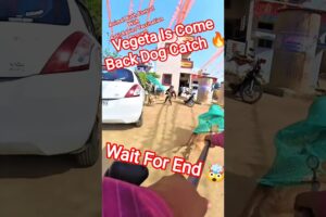 Vegeta Is Come Back Dog Catch #vegeta #dog #dogwithpublicsafety #ytviral #pets #dogshorts #shorts