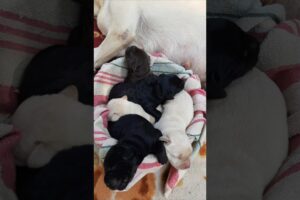 Very cute 5days old puppies 🐶 😍cutest Puppies ever 🥰