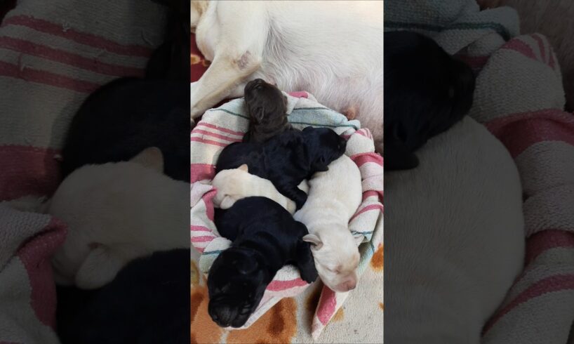 Very cute 5days old puppies 🐶 😍cutest Puppies ever 🥰