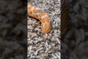 WHY ARE YOU DIGGING A HOLE? (THE SIMPSONS)  #reptile #animal #snake