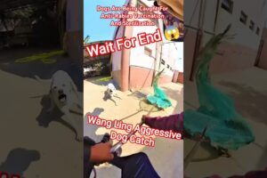 Wang Ling Aggressive Dog Catch #dogwithpublicsafety #dog #wangling #pets #ytviral #shorts #rescue