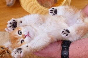 Warning: Cuteness Overload! 🥺 The Funniest & Cutest Kitten Moments (Compilation)
