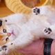 Warning: Cuteness Overload! 🥺 The Funniest & Cutest Kitten Moments (Compilation)