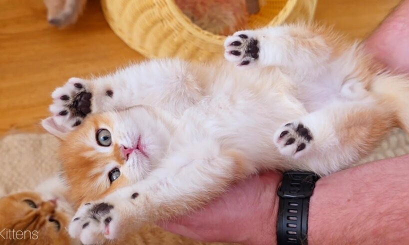 Warning: Cuteness Overload! 🥺 The Funniest & Cutest Kitten Moments (Compilation)
