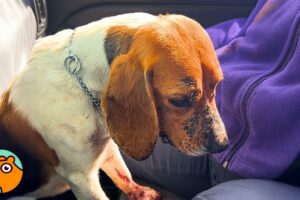 Watch This Beagle’s Face Light Up When She Realizes She’s Safe | Cuddle Buddies