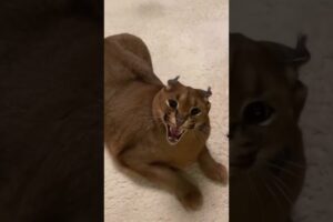 We bought a cute kitten so you don't have to!