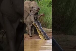 What Happens When A Mother Animal Fights To Save Her Baby From A Giant Snake