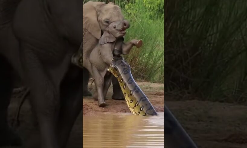 What Happens When A Mother Animal Fights To Save Her Baby From A Giant Snake
