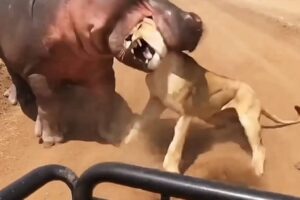 When Animals Mess With the Wrong Opponent 🐾 (Crazy Wildlife Fights)