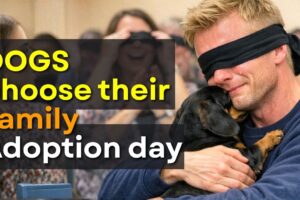 When Dogs Choose Their Humans — Adoption Moments