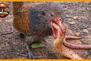 When Venom Fails: How Snakes Lose to Smarter Predators | Animal Fight