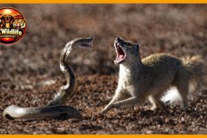 When Venom Fails – Animals That Defeat Deadly Snakes | Animal Fight
