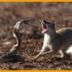 When Venom Fails – Animals That Defeat Deadly Snakes | Animal Fight