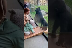 When a Baby Gorilla Plays With a Human Baby 🦍👶❤️ #funny #babygorilla #cutemoments #zoo #babygorilla