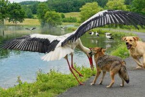 When a Dog Begs for Help to Save a Mother Stork – Rescuing the Injured Mother Stork by the River
