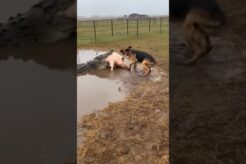 When the Pack Fights Back #animalrescue #animals