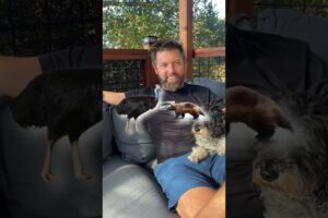 Which Animal Wins In A Fight?