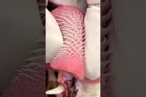 Why Cats’ Tongues Are So Dangerous 😳🐾