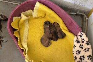 Why Is Meli So Shy With Men? Meet Her and Her 4 Puppies ❤️ - Takis Shelter