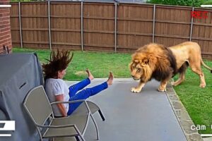 Wild Animals Invading Cities Caught on Camera