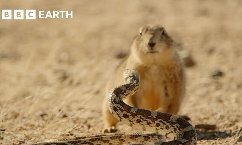 Wild Mexico | Extraordinary Wildlife Encounters | BBC Earth