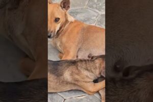 Wolf puppies playing rough and tumble #animals #cute #puppies #cuteanimal