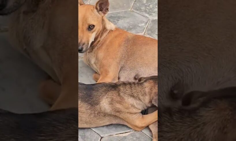 Wolf puppies playing rough and tumble #animals #cute #puppies #cuteanimal