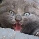 Woman Finds Spicy Kitten Under Trash Can  | The Dodo Faith = Restored