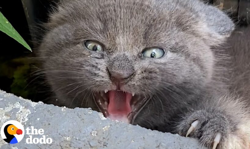 Woman Finds Spicy Kitten Under Trash Can  | The Dodo Faith = Restored