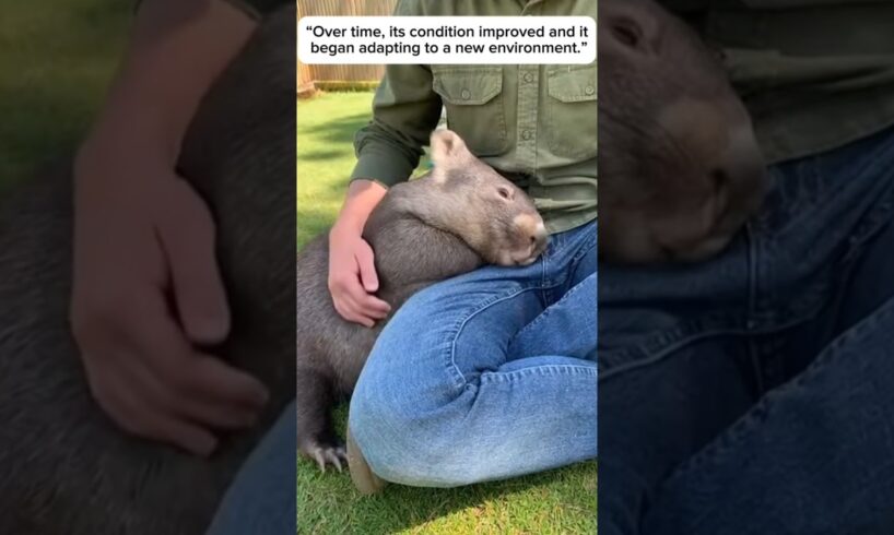 Wombat Rescue | The Story of a Rescued Joey #animals #rescueefforts #rescue