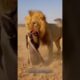 World 's Most Fearless Animal 😱|honey badger vs lion |honey badger vs snake|#shorts #animals #lion