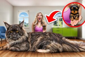 World's BIGGEST vs SMALLEST Pets!