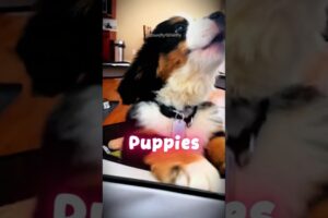 World's Cutest Puppies You've ever Seen! | Ranking cute Puppies 🐶