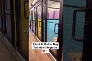 Yes, You Can Work Full Time and Still Adopt a Dog!