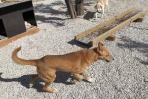 You Won’t Believe This Is Lydia! Just 2 Months After Rescue ❤️- Takis Shelter