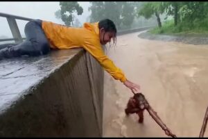 animal rescue videos Woman Saves Orangutan From Impossible Situation👍🙏shorts video #rescue #animals