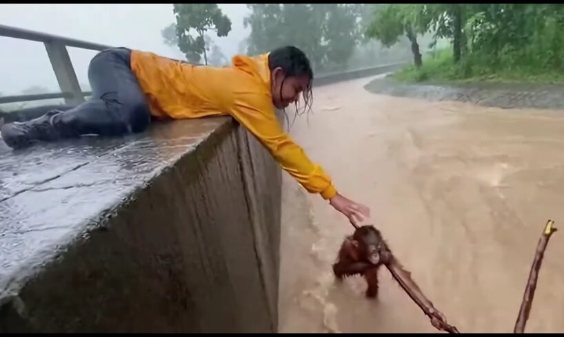 animal rescue videos Woman Saves Orangutan From Impossible Situation👍🙏shorts video #rescue #animals