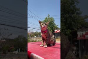 cat play #cuteanimal #kitten #cutecat #cats #catcute