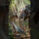 cobra vs Elephant fight #animals#fighting#cobra#elephant