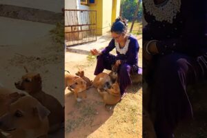 cute cute puppies#trending#shorts #shortsfeed #youtubeshorts #puppy #ytshorts @Timolabrador2840