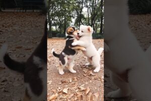 cute puppies adorable video #puppy #cute #cutedog #dog #shorts