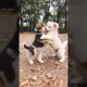 cute puppies adorable video #puppy #cute #cutedog #dog #shorts