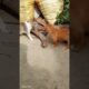 cute puppies and cat #youtubeshorts #naturelovers #cute #love #