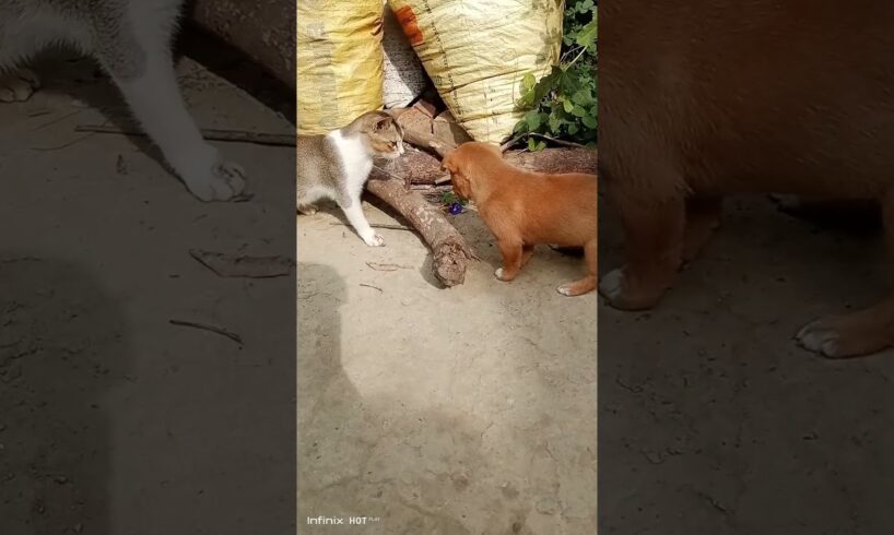 cute puppies and cat #youtubeshorts #naturelovers #cute #love #