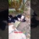cute puppies #dog #dogshorts #dogshorts #dogs
