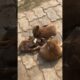 cute puppies playing #puppies #puppy #dog #dogs #dogshorts #cute #cutepuppy #shorts #ytshorts #gaon