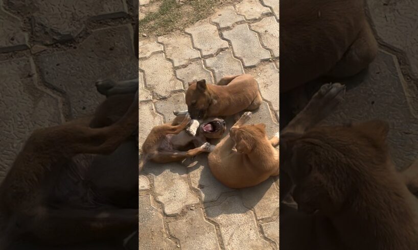 cute puppies playing #puppies #puppy #dog #dogs #dogshorts #cute #cutepuppy #shorts #ytshorts #gaon