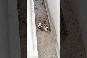 cute puppies நாய் #doggielife #cutepet #tamil #love #dog #cute dog #cutepuppy #pets