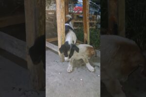 cute puppy playing funny #foryou #youtube #viralshort #animals #funnydog